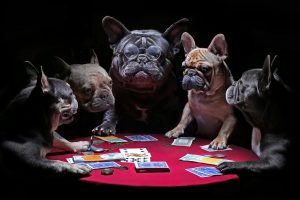 20 Funniest dog names inspired by Gambling