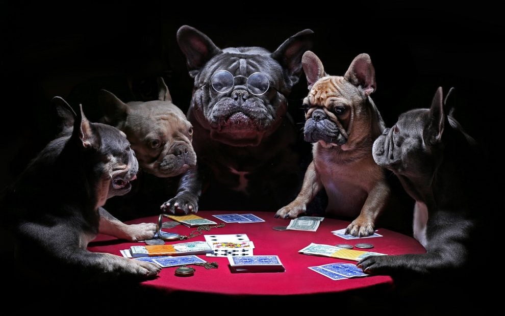 20 Funniest dog names inspired by Gambling