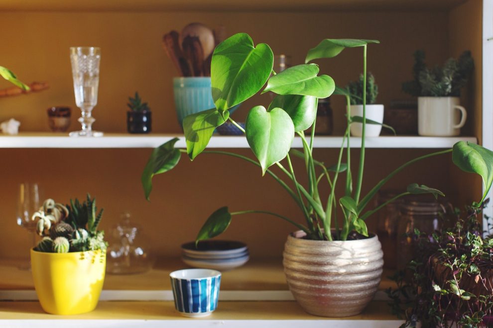 7 Feng shui plants